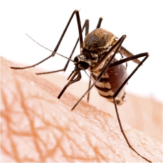 Piège BuzzTrap® : anti insectes solaire