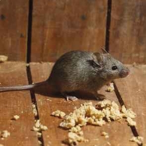 Lot de 4 attrape-souris