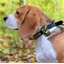 Chasse tiques et puces