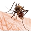Piège BuzzTrap® : anti insectes solaire