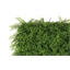 Mur végétal buis 1 x 1 m ou Mur végétal fougère 1 x 1 m
