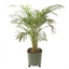 Support de plante télescopique